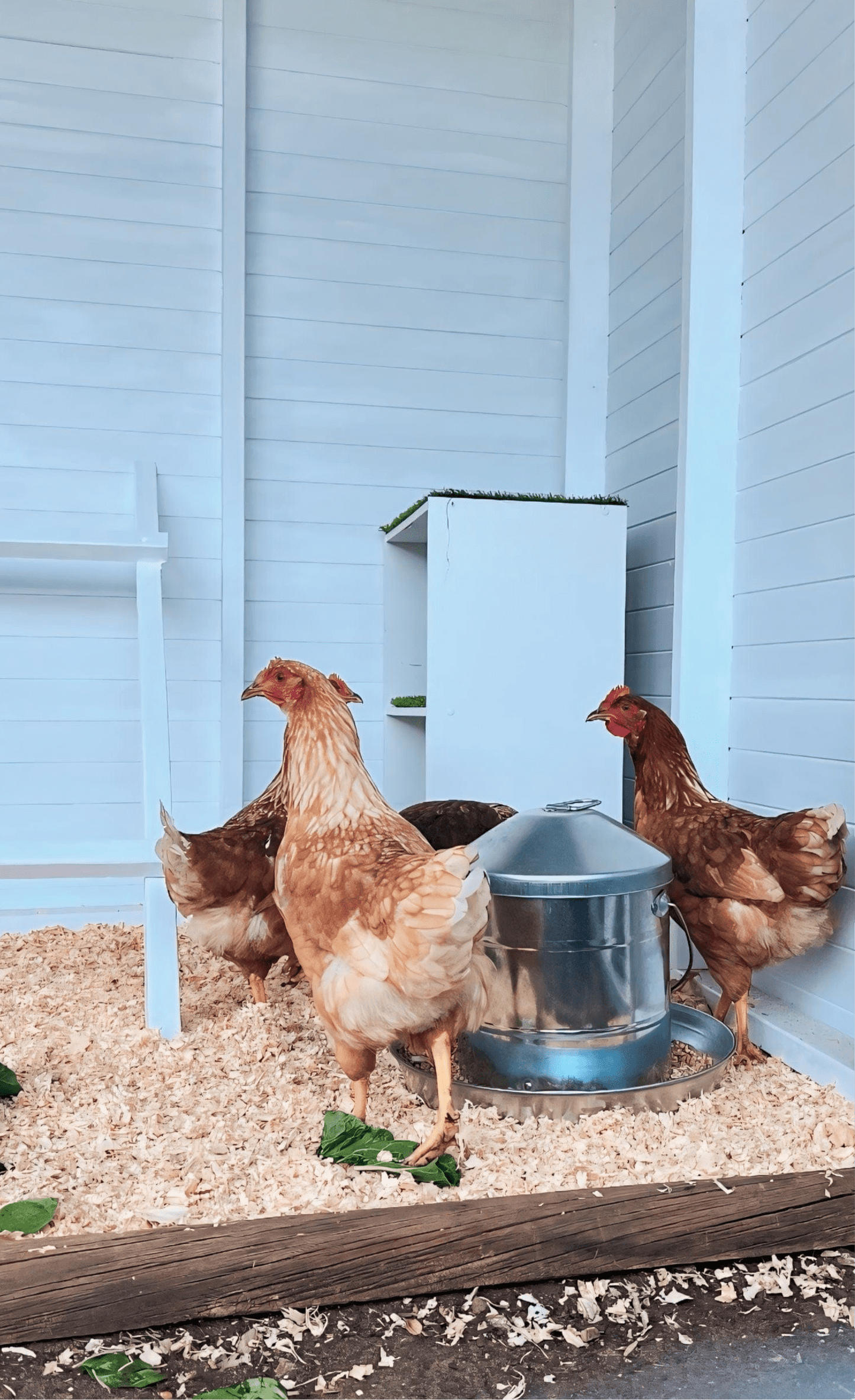 The Hen Haven