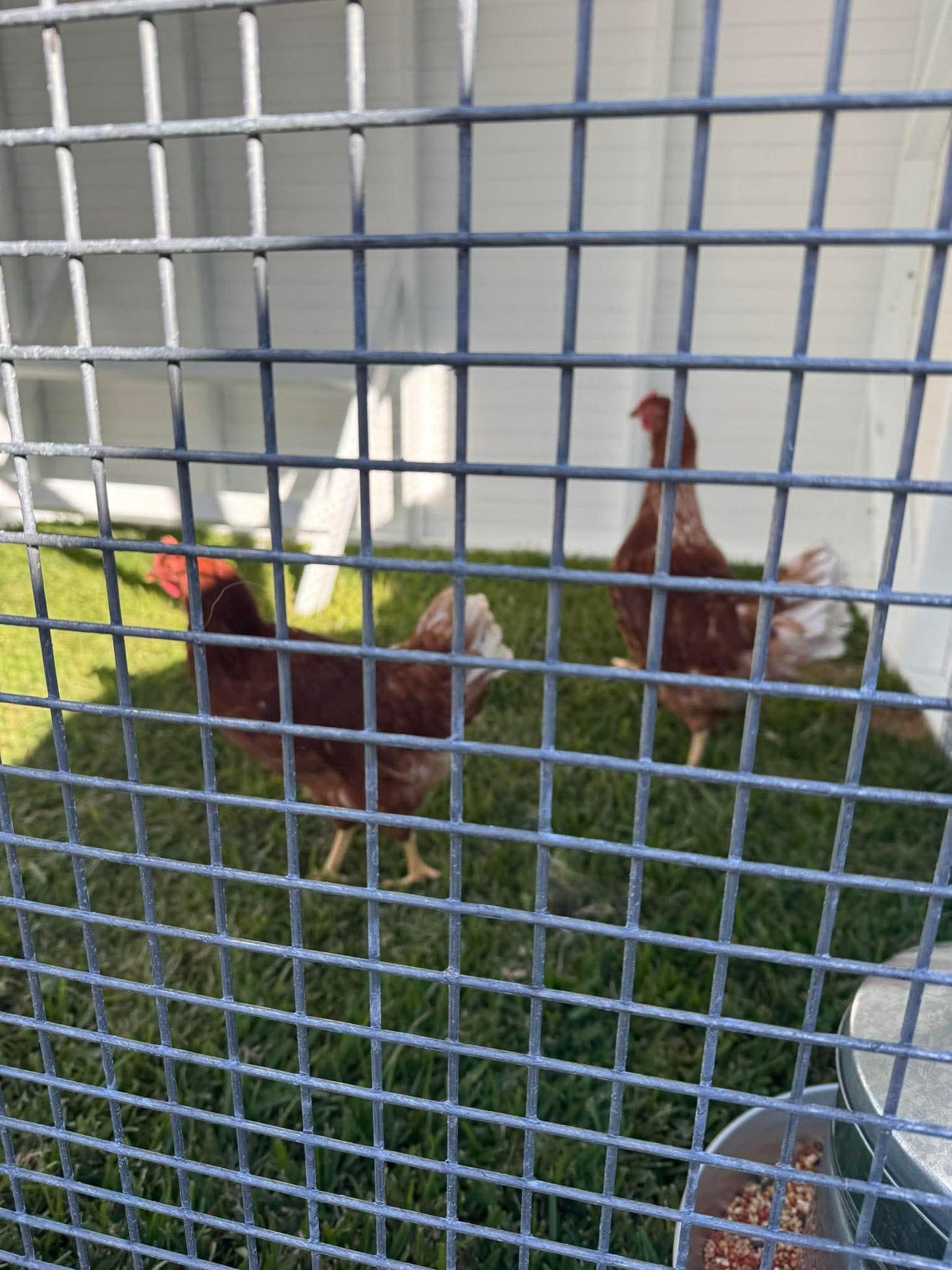 Hamptons Hen House